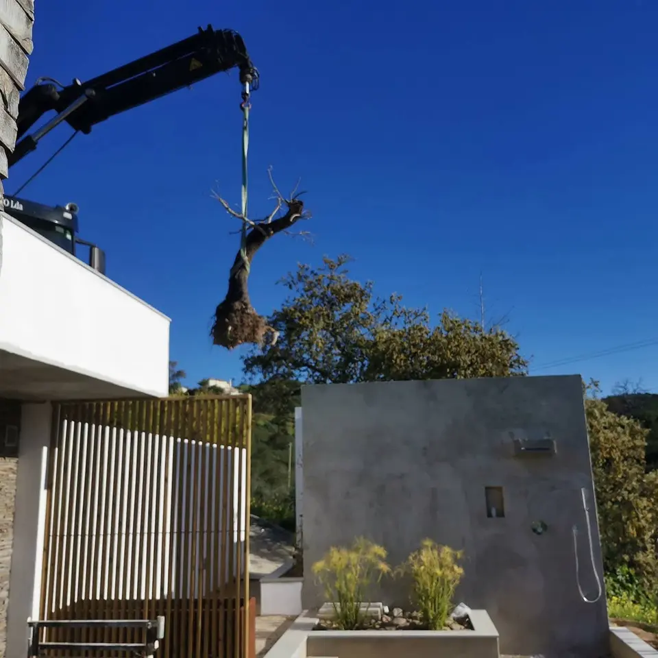 Grua a elevar oliveira com torrão sobre a entrada da moradia