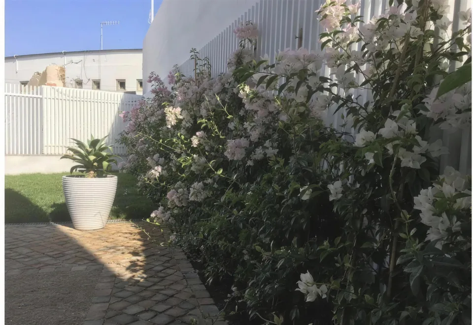 Buganvílias em flor ao longo da vedação branca, junto ao relvado novo
