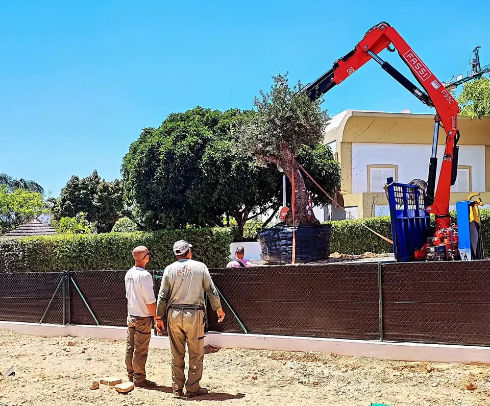 Plantação de uma oliveira adulta com grua num jardim particular