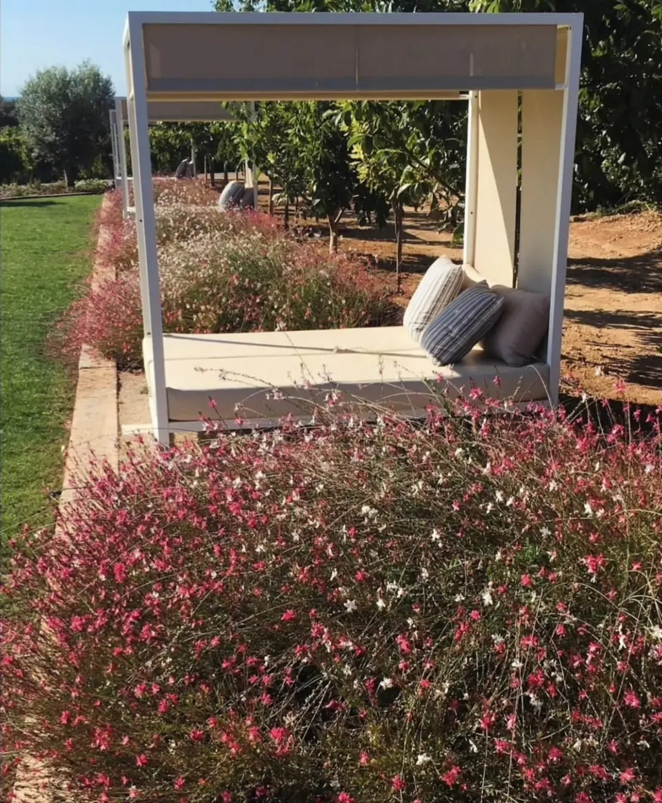 Canteiro de gauras cor-de-rosa em torno de cama de jardim com dossel