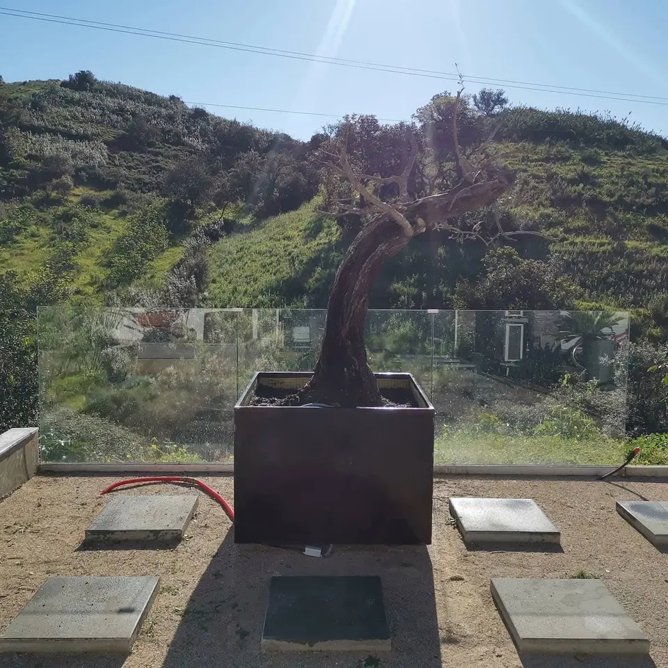 A mesma oliveira plantada em floreira de aço corten