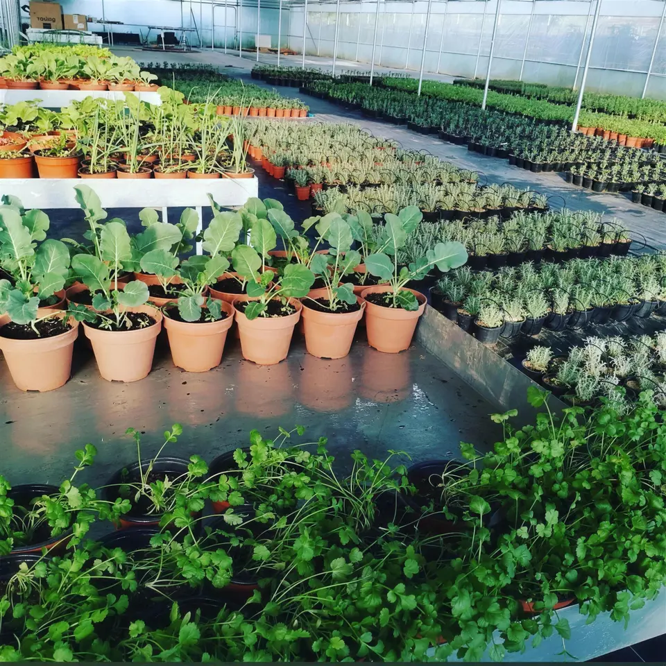 Estufa do viveiro com bancadas de plantas envasadas